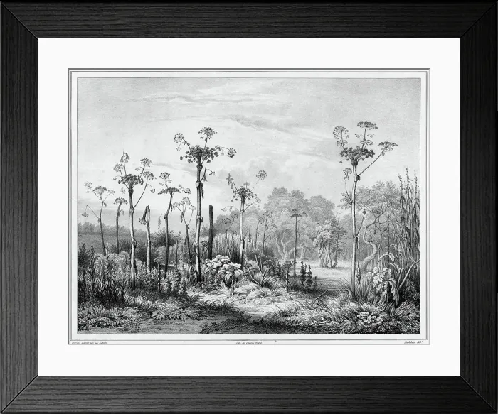 Framed Print : Vegetation in the interior of the Kamchatka peninsula, 19th century. Creators: Friedrich Heinrich Kittlitz, Louis-Pierre-Alphonse Bichebois Framed Print : Vegetation in the interior of the Kamchatka peninsula, 19th century. Creators: Friedrich Heinrich Kittlitz, Louis-Pierre-Alphonse Bichebois
