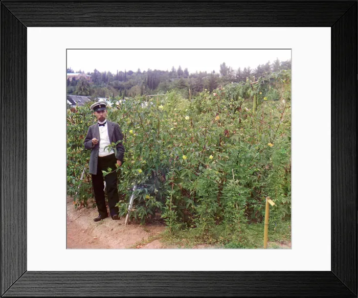 Framed Print : Man standing next to cotton plants, between 1905 and 1915. Creator: Sergey Mikhaylovich Prokudin-Gorsky Framed Print : Man standing next to cotton plants, between 1905 and 1915. Creator: Sergey Mikhaylovich Prokudin-Gorsky