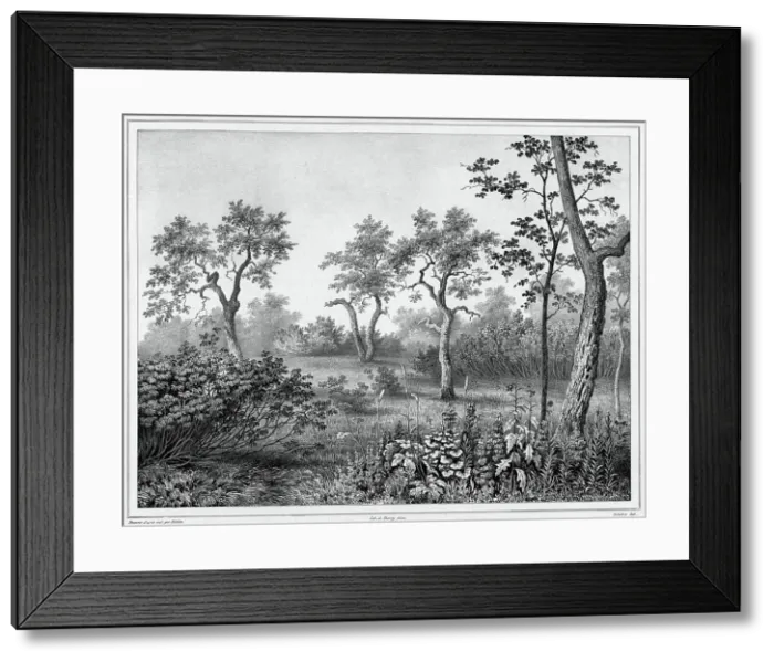 Framed Print : Vegetation of Kamchatka, 19th century. Creators: Friedrich Heinrich Kittlitz, Louis-Pierre-Alphonse Bichebois Framed Print : Vegetation of Kamchatka, 19th century. Creators: Friedrich Heinrich Kittlitz, Louis-Pierre-Alphonse Bichebois