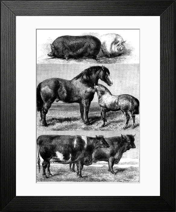 Framed Print : Prize animals from the Royal Agricultural Society's show in Battersea Park, 1862. Creator: Unknown Framed Print : Prize animals from the Royal Agricultural Society's show in Battersea Park, 1862. Creator: Unknown
