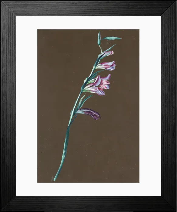 Framed Print : Lily, undated. (c1860s) Creator: Anton Hartinger Framed Print : Lily, undated. (c1860s) Creator: Anton Hartinger