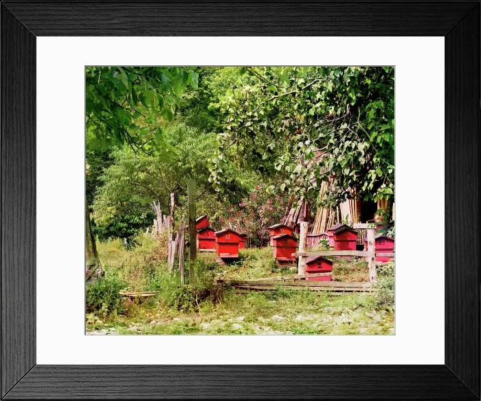 Framed Print : Peasant apiary near Gagra, between 1905 and 1915. Creator: Sergey Mikhaylovich Prokudin-Gorsky Framed Print : Peasant apiary near Gagra, between 1905 and 1915. Creator: Sergey Mikhaylovich Prokudin-Gorsky