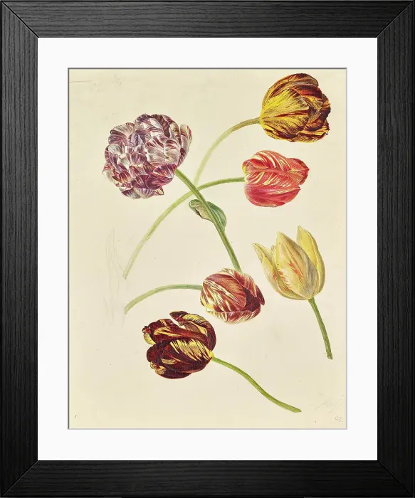 Framed Print : Tulips, around 1840 / 1850. Creator: Leopold von Stoll Framed Print : Tulips, around 1840 / 1850. Creator: Leopold von Stoll