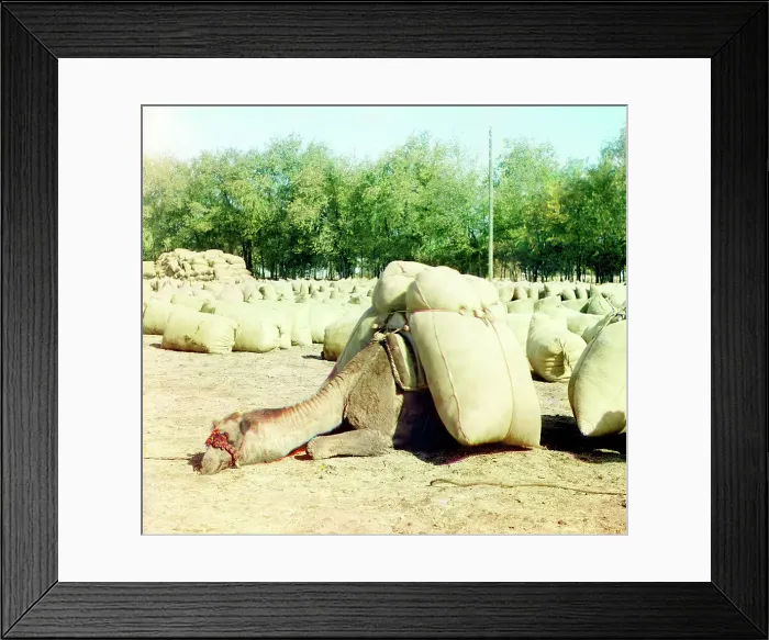 Framed Print : Camel loaded with sacks, between 1905 and 1915. Creator: Sergey Mikhaylovich Prokudin-Gorsky Framed Print : Camel loaded with sacks, between 1905 and 1915. Creator: Sergey Mikhaylovich Prokudin-Gorsky