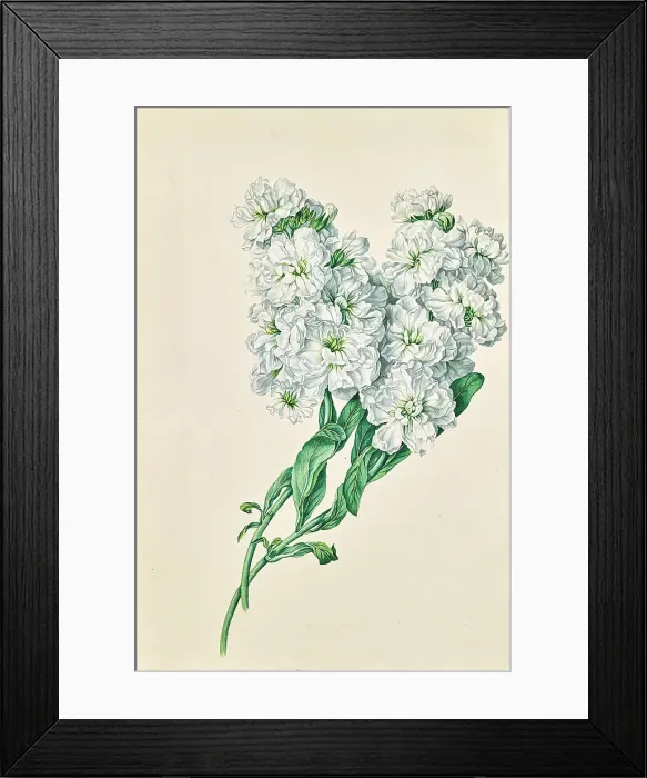 Framed Print : White flowers, undated. Creator: Leopold von Stoll Framed Print : White flowers, undated. Creator: Leopold von Stoll
