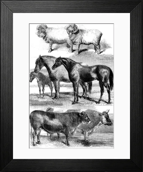 Framed Print : Prize animals from the Royal Agricultural Society's show in Battersea Park, 1862. Creator: Unknown Framed Print : Prize animals from the Royal Agricultural Society's show in Battersea Park, 1862. Creator: Unknown