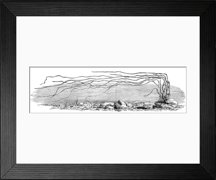 Framed Print : The Zostera marina, or grass-wrack, Mr. Harben's proposed substitute for cotton, 1862. Creator: Unknown Framed Print : The Zostera marina, or grass-wrack, Mr. Harben's proposed substitute for cotton, 1862. Creator: Unknown
