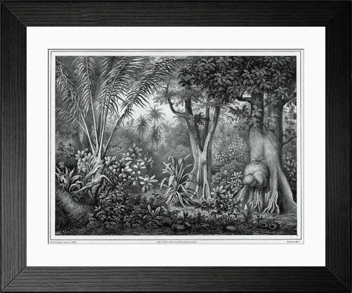 Framed Print : View Taken in the Interior of the Lower Caroline Islands, 19th century. Creators: Friedrich Heinrich Kittlitz, Godefroy Engelmann, Louis-Pierre-Alphonse Bichebois Framed Print : View Taken in the Interior of the Lower Caroline Islands, 19th century. Creators: Friedrich Heinrich Kittlitz, Godefroy Engelmann, Louis-Pierre-Alphonse Bichebois