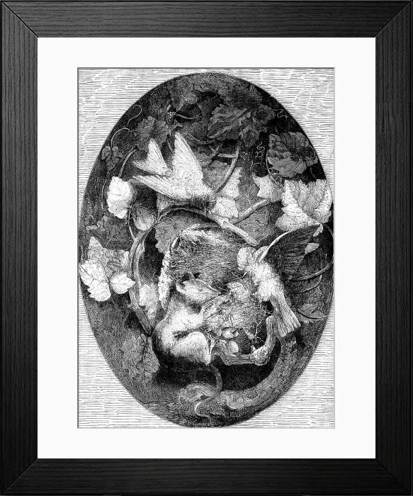 Framed Print : The International Exhibition: Linnets Defending their Nest against a Dormouse'... 1862. Creator: Unknown. The International Exhibition: Linnets Defending their Nest against a Dormouse'... 1862. Creator: Unknown Framed Print : The International Exhibition: Linnets Defending their Nest against a Dormouse'... 1862. Creator: Unknown. The International Exhibition: Linnets Defending their Nest against a Dormouse'... 1862. Creator: Unknown