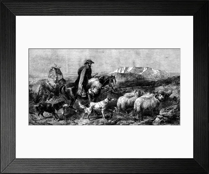 Framed Print : Tired Sheep - Glen Spean, Scotland, by R. Ansdell, from the exhibition of the Royal Academy, 1862. Creator: W Thomas. Tired Sheep - Glen Spean, Scotland, by R. Ansdell, from the exhibition of the Royal Academy, 1862. Creator: W Thomas Framed Print : Tired Sheep - Glen Spean, Scotland, by R. Ansdell, from the exhibition of the Royal Academy, 1862. Creator: W Thomas. Tired Sheep - Glen Spean, Scotland, by R. Ansdell, from the exhibition of the Royal Academy, 1862. Creator: W Thomas