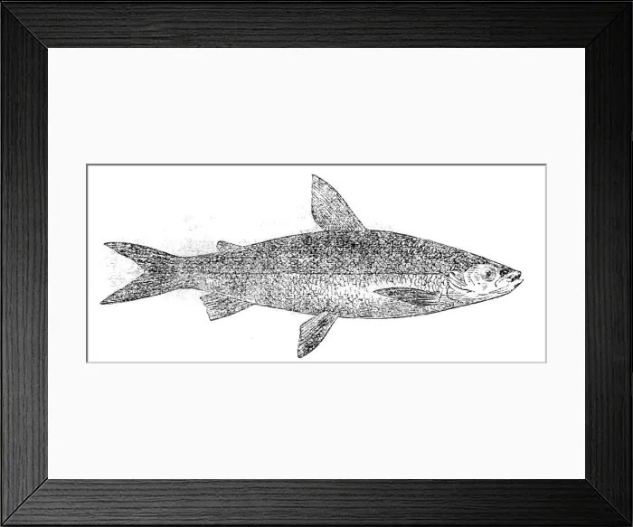 Framed Print : The Vendace of Loch Maben, 1862. Creator: Unknown Framed Print : The Vendace of Loch Maben, 1862. Creator: Unknown