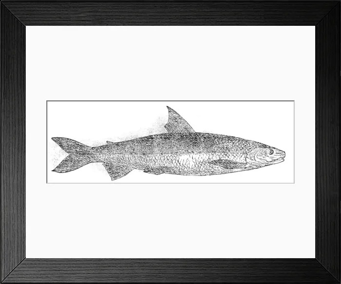 Framed Print : The Powan, 1862. Creator: Unknown Framed Print : The Powan, 1862. Creator: Unknown