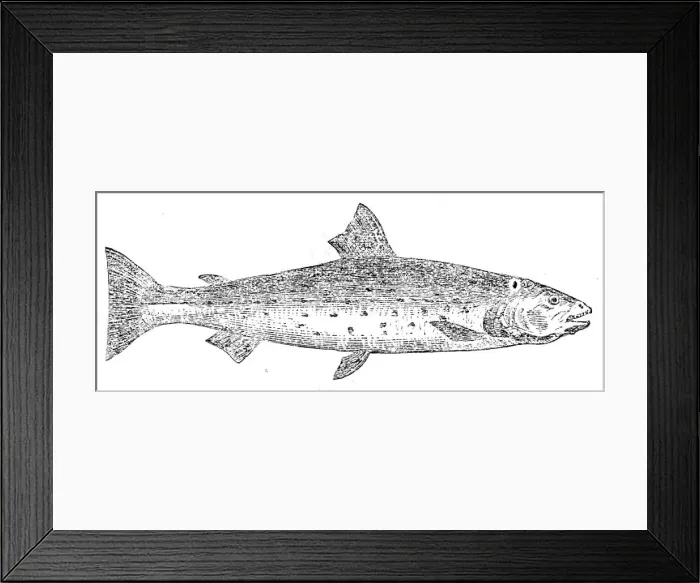 Framed Print : The Great Lake Trout, 1862. Creator: Unknown Framed Print : The Great Lake Trout, 1862. Creator: Unknown