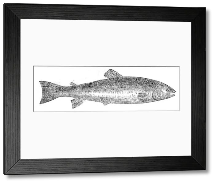 Framed Print : The Loch Leven Trout, 1862. Creator: Unknown Framed Print : The Loch Leven Trout, 1862. Creator: Unknown