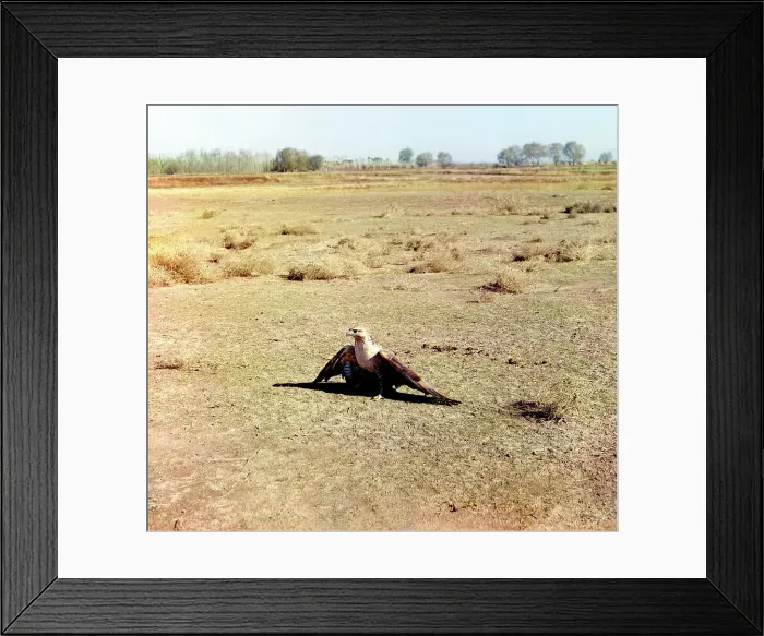 Framed Print : Young eagle, Golodnaia Steppe, between 1905 and 1915. Creator: Sergey Mikhaylovich Prokudin-Gorsky Framed Print : Young eagle, Golodnaia Steppe, between 1905 and 1915. Creator: Sergey Mikhaylovich Prokudin-Gorsky