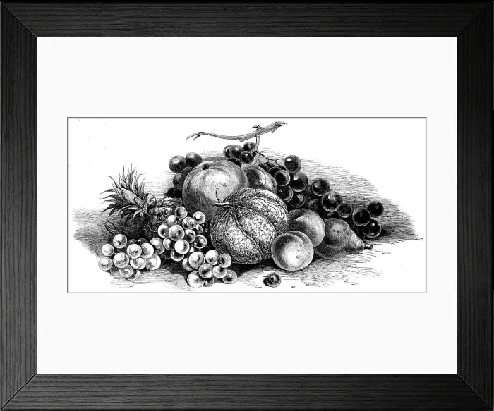Framed Print : International exhibition of fruits, vegetables, etc. in the Horticultural Society's gardens, 1862. Creator: Unknown Framed Print : International exhibition of fruits, vegetables, etc. in the Horticultural Society's gardens, 1862. Creator: Unknown