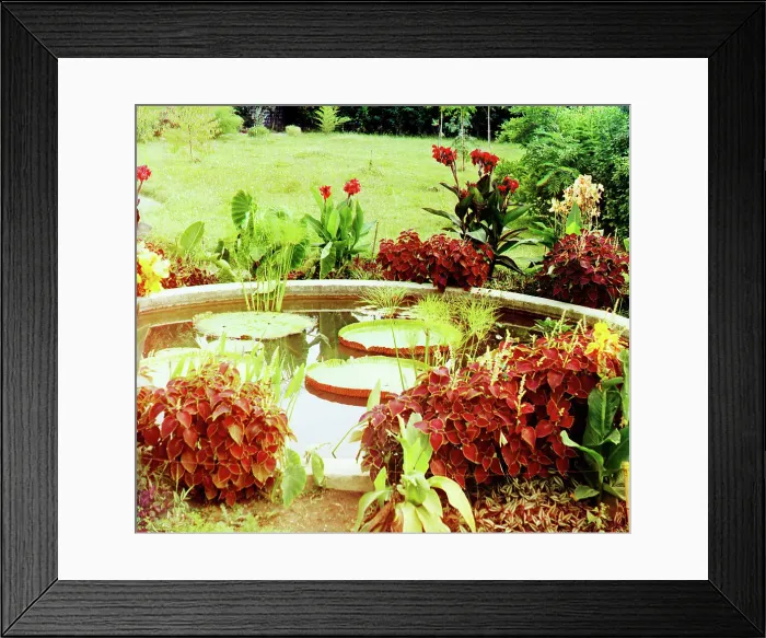 Framed Print : Victoria regia; botanical garden in Sukhumi, c1915. Creator: Sergey Mikhaylovich Prokudin-Gorsky Framed Print : Victoria regia; botanical garden in Sukhumi, c1915. Creator: Sergey Mikhaylovich Prokudin-Gorsky