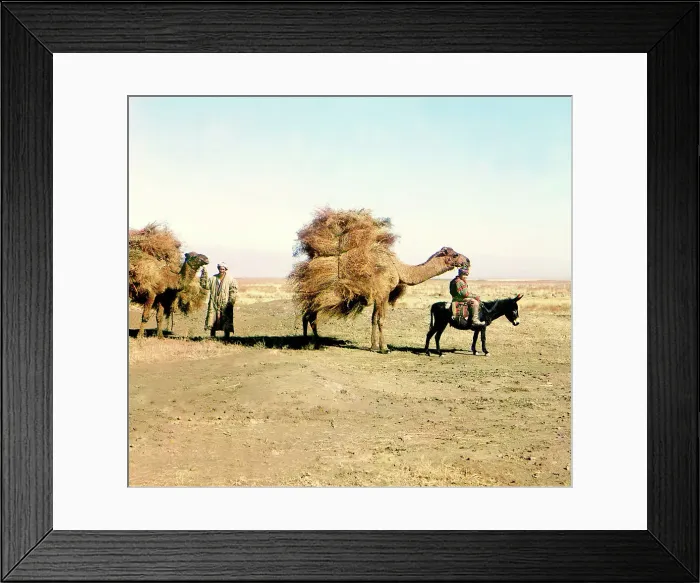 Framed Print : Camel caravan carrying thorns for fodder, Golodnaia Steppe, between 1905 and 1915. Creator: Sergey Mikhaylovich Prokudin-Gorsky Framed Print : Camel caravan carrying thorns for fodder, Golodnaia Steppe, between 1905 and 1915. Creator: Sergey Mikhaylovich Prokudin-Gorsky