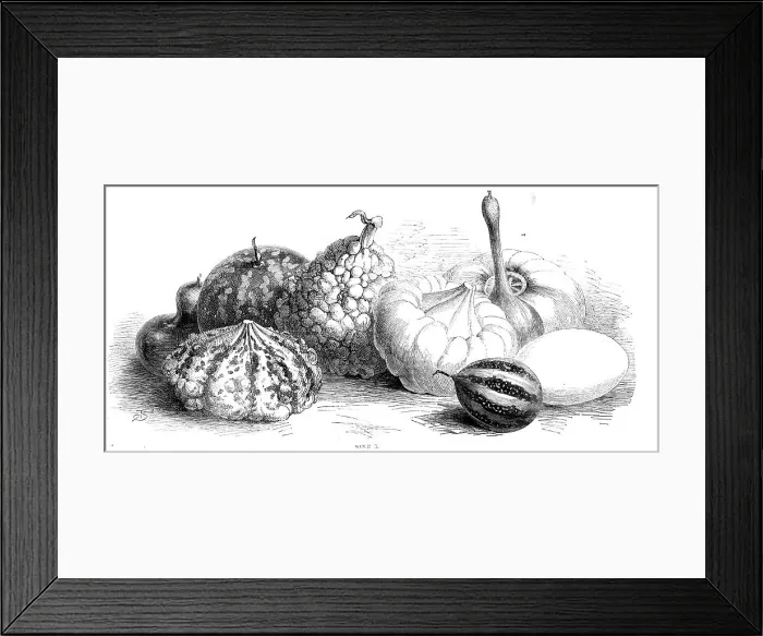 Framed Print : International exhibition of fruits, vegetables, etc. in the Horticultural Society's gardens, 1862. Creator: Unknown Framed Print : International exhibition of fruits, vegetables, etc. in the Horticultural Society's gardens, 1862. Creator: Unknown