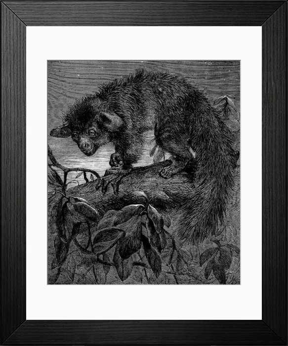 Framed Print : The aye-aye, recently added to the Zoological Society's collection, Regent's Park, 1862. Creator: Pearson Framed Print : The aye-aye, recently added to the Zoological Society's collection, Regent's Park, 1862. Creator: Pearson