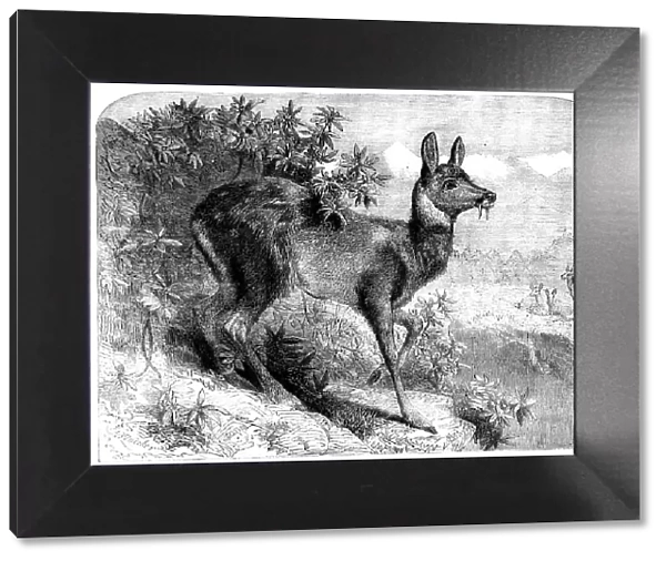 The musk deer, 1862. Creator: Pearson