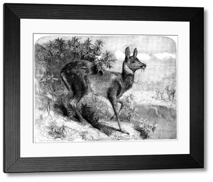 Framed Print : The musk deer, 1862. Creator: Pearson Framed Print : The musk deer, 1862. Creator: Pearson