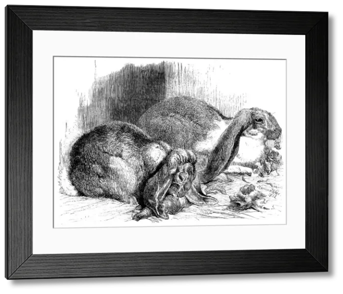 Framed Print : Prize rabbits from the...exhibition of poultry, pigeons, and rabbits at the Crystal Palace, 1862. Creator: Harrison Weir Framed Print : Prize rabbits from the...exhibition of poultry, pigeons, and rabbits at the Crystal Palace, 1862. Creator: Harrison Weir