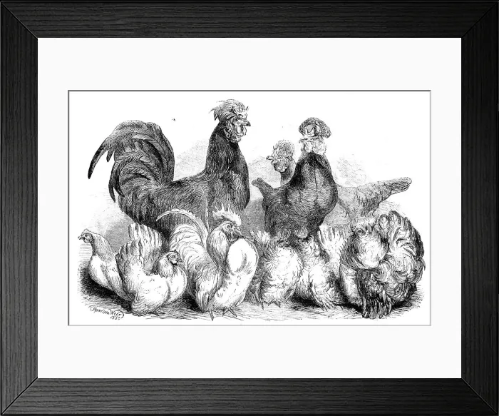 Framed Print : Crevecoeur fowls and Japanese bantams...at the Crystal Palace, 1862. Creator: Harrison Weir Framed Print : Crevecoeur fowls and Japanese bantams...at the Crystal Palace, 1862. Creator: Harrison Weir