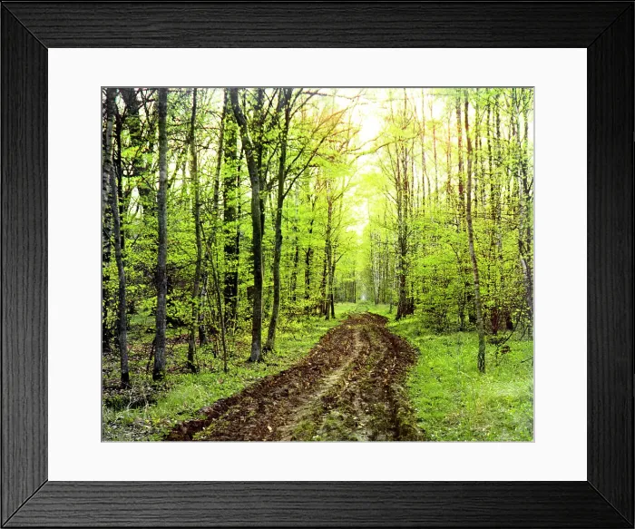 Framed Print : Forest road, between 1905 and 1915. Creator: Sergey Mikhaylovich Prokudin-Gorsky Framed Print : Forest road, between 1905 and 1915. Creator: Sergey Mikhaylovich Prokudin-Gorsky