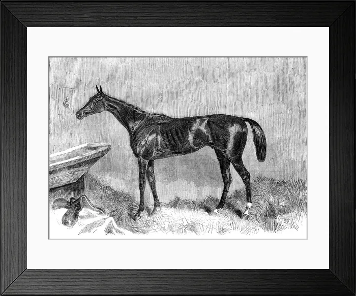 Framed Print : Goodwood Races: Tim Whiffler, the winner of the Goodwood Cup, 1862. Creator: H. Hall Framed Print : Goodwood Races: Tim Whiffler, the winner of the Goodwood Cup, 1862. Creator: H. Hall