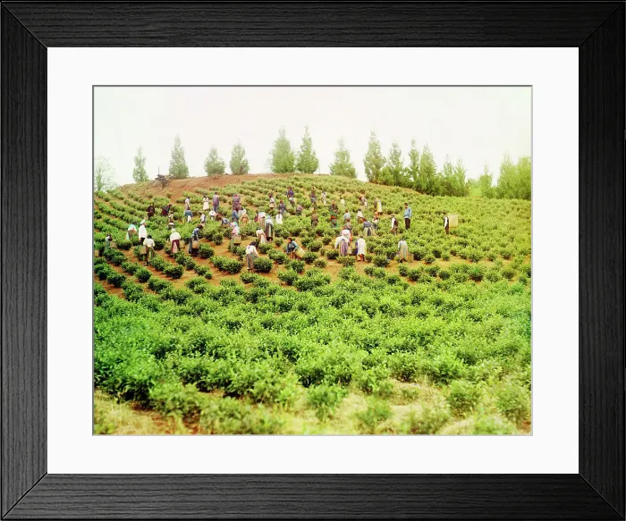 Framed Print : Harvesting tea: Group of Greek women, Caucasus [Chakva], between 1905 and 1915. Creator: Sergey Mikhaylovich Prokudin-Gorsky