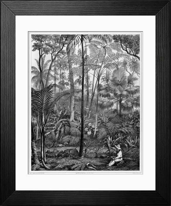 Framed Print : View Taken in the Woods, Bonin Islands, 19th century. Creators: Alexander Postels, Godefroy Engelmann, Louis Jules Federe Villeneuve Framed Print : View Taken in the Woods, Bonin Islands, 19th century. Creators: Alexander Postels, Godefroy Engelmann, Louis Jules Federe Villeneuve