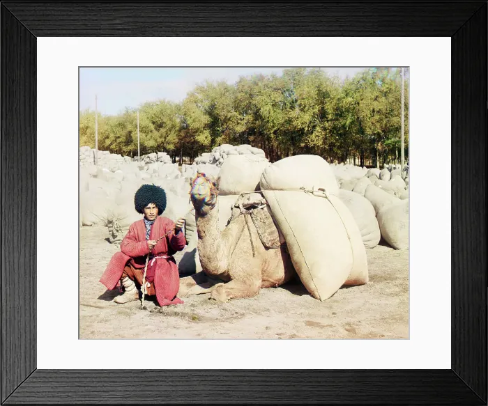 Framed Print : Turkmen man posing with camel loaded with sacks, probably of grain or cotton... between 1905-1915. Creator: Sergey Mikhaylovich Prokudin-Gorsky Framed Print : Turkmen man posing with camel loaded with sacks, probably of grain or cotton... between 1905-1915. Creator: Sergey Mikhaylovich Prokudin-Gorsky
