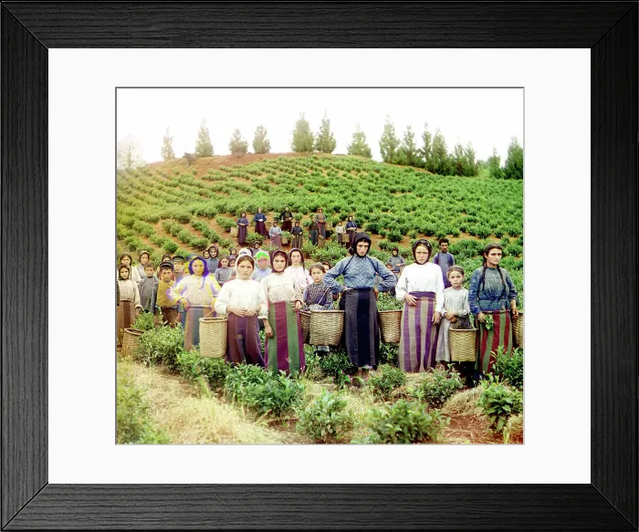 Framed Print : Group of workers harvesting tea, Greek women [Chakva], between 1905 and 1915. Creator: Sergey Mikhaylovich Prokudin-Gorsky