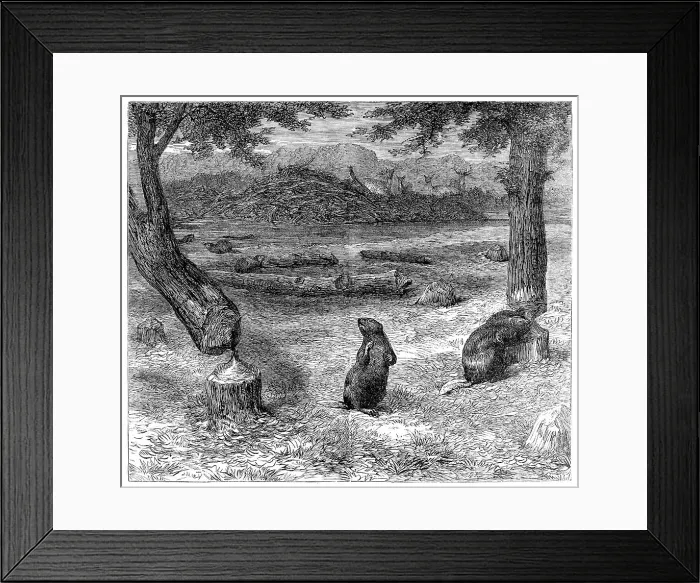 Framed Print : Beavers cutting down trees, 1862. Creator: Unknown Framed Print : Beavers cutting down trees, 1862. Creator: Unknown