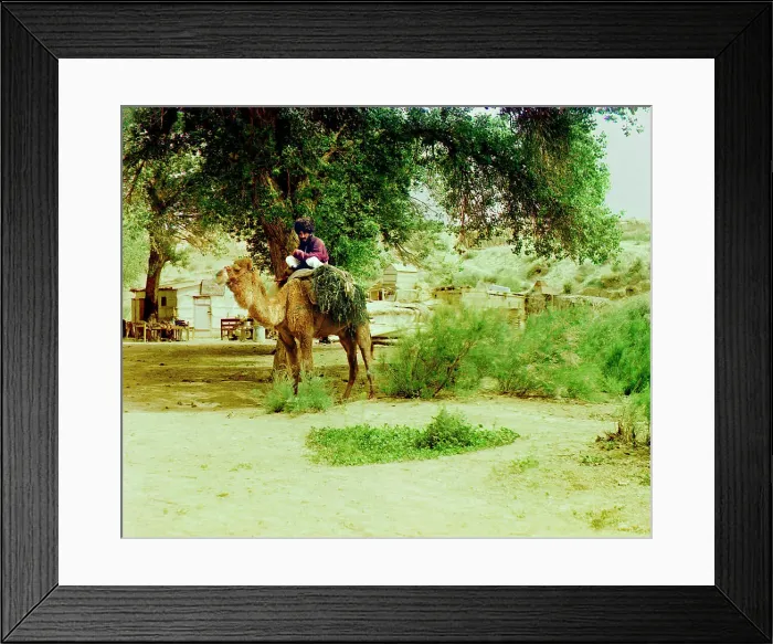 Framed Print : Man on camel, buildings in background, between 1905 and 1915. Creator: Sergey Mikhaylovich Prokudin-Gorsky Framed Print : Man on camel, buildings in background, between 1905 and 1915. Creator: Sergey Mikhaylovich Prokudin-Gorsky