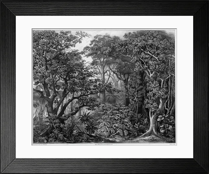 Framed Print : View Taken in the Forests of Peel Island, Bonin Islands, 19th century. Creators: Alexander Postels, Godefroy Engelmann Framed Print : View Taken in the Forests of Peel Island, Bonin Islands, 19th century. Creators: Alexander Postels, Godefroy Engelmann