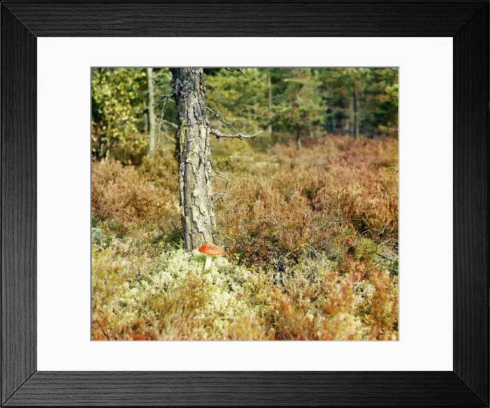 Framed Print : Fly agaric, between 1905 and 1915. Creator: Sergey Mikhaylovich Prokudin-Gorsky Framed Print : Fly agaric, between 1905 and 1915. Creator: Sergey Mikhaylovich Prokudin-Gorsky