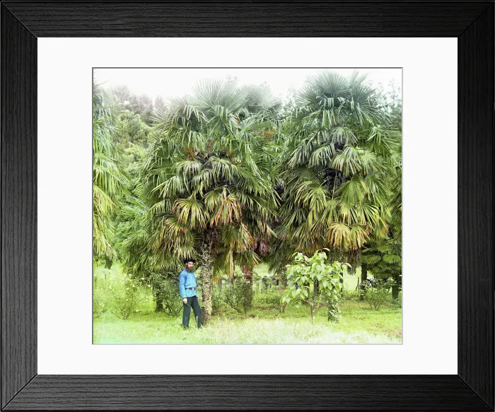 Framed Print : Alley of Chamaerops excelsus [windmill palm], between 1905 and 1915. Creator: Sergey Mikhaylovich Prokudin-Gorsky