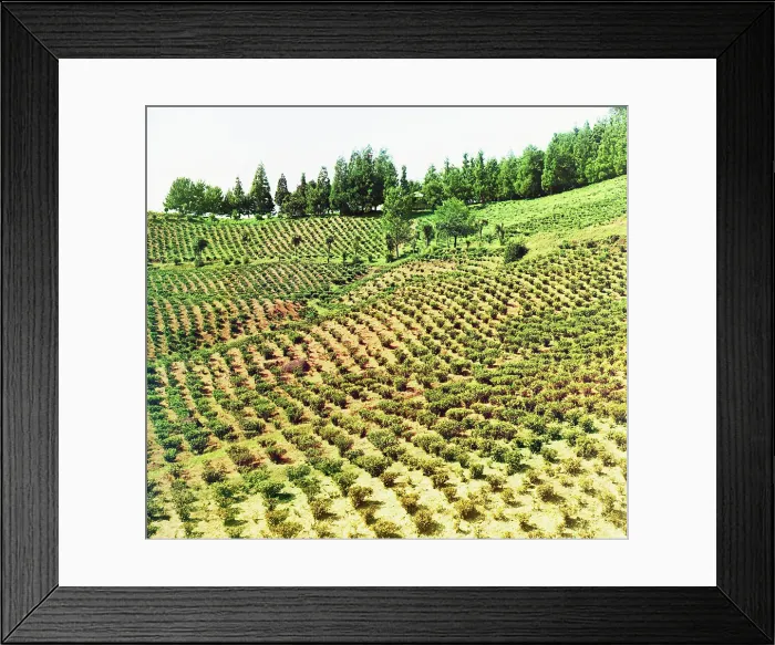 Framed Print : Tea plantations, Chakva, between 1905 and 1915. Creator: Sergey Mikhaylovich Prokudin-Gorsky Framed Print : Tea plantations, Chakva, between 1905 and 1915. Creator: Sergey Mikhaylovich Prokudin-Gorsky