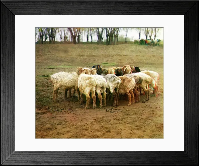 Framed Print : Fat [sic] sheep, Golodnaia Steppe, between 1905 and 1915. Creator: Sergey Mikhaylovich Prokudin-Gorsky