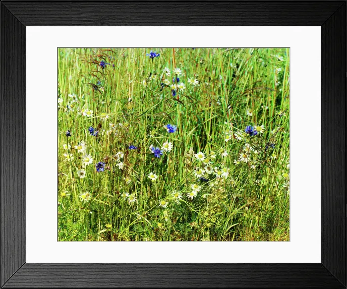 Framed Print : Cornflowers in a field of rye [Russian Empire], 1909. Creator: Sergey Mikhaylovich Prokudin-Gorsky