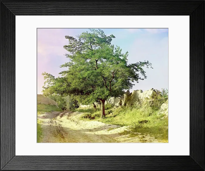 Framed Print : Mulberry tree, Samarkand, between 1905 and 1915. Creator: Sergey Mikhaylovich Prokudin-Gorsky Framed Print : Mulberry tree, Samarkand, between 1905 and 1915. Creator: Sergey Mikhaylovich Prokudin-Gorsky