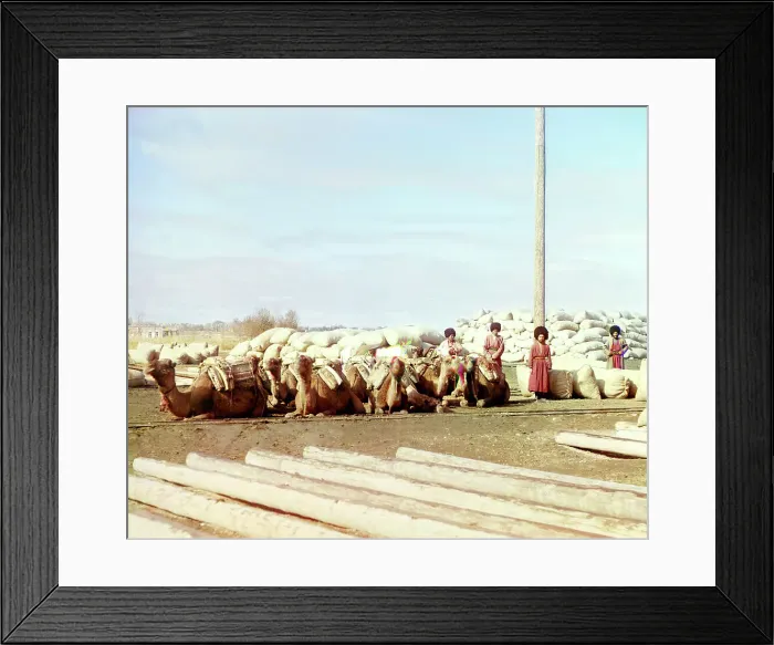 Framed Print : Group of camels and four men posed in front of piles of sacks, logs in... between 1905 and 1915. Creator: Sergey Mikhaylovich Prokudin-Gorsky Framed Print : Group of camels and four men posed in front of piles of sacks, logs in... between 1905 and 1915. Creator: Sergey Mikhaylovich Prokudin-Gorsky