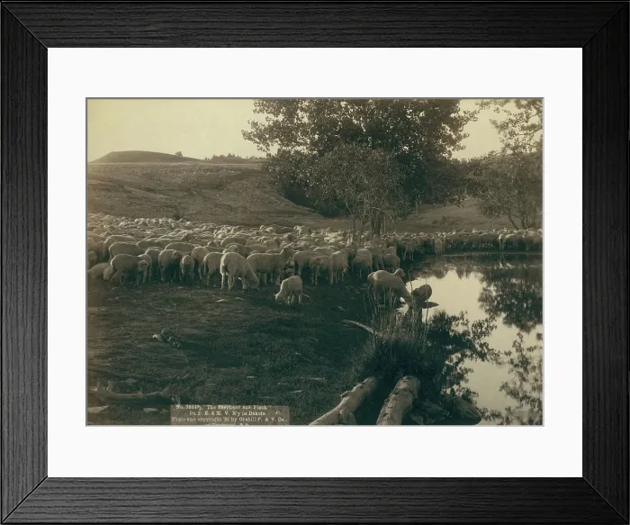 Framed Print : The shepherd and flock On FE & MV R'y in Dakota, 1891. Creator: John C. H. Grabill. The shepherd and flock On FE & MV R'y in Dakota, 1891. Creator: John C. H. Grabill Framed Print : The shepherd and flock On FE & MV R'y in Dakota, 1891. Creator: John C. H. Grabill. The shepherd and flock On FE & MV R'y in Dakota, 1891. Creator: John C. H. Grabill