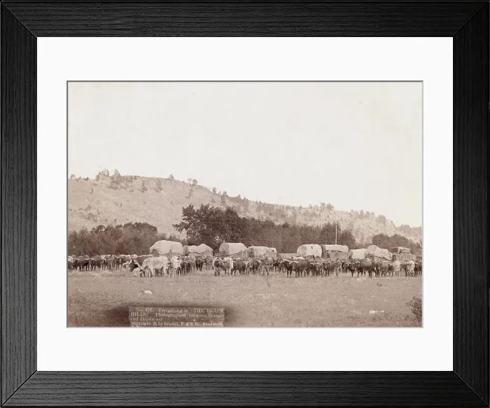 Framed Print : Freighting in The Black Hills Photographed between Sturgis and Deadwood, 1891. Creator: John C. H. Grabill. Freighting in The Black Hills Photographed between Sturgis and Deadwood, 1891. Creator: John C. H. Grabill Framed Print : Freighting in The Black Hills Photographed between Sturgis and Deadwood, 1891. Creator: John C. H. Grabill. Freighting in The Black Hills Photographed between Sturgis and Deadwood, 1891. Creator: John C. H. Grabill