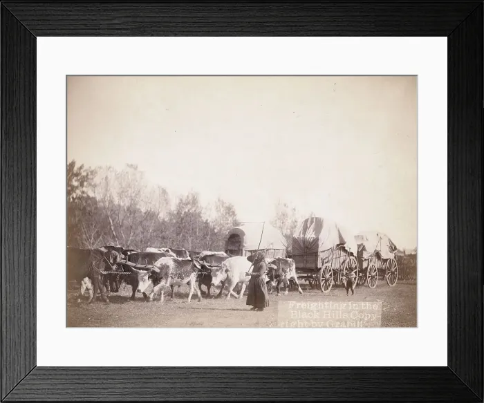 Framed Print : Freighting in the Black Hills, between 1887 and 1892. Creator: John C. H. Grabill Framed Print : Freighting in the Black Hills, between 1887 and 1892. Creator: John C. H. Grabill