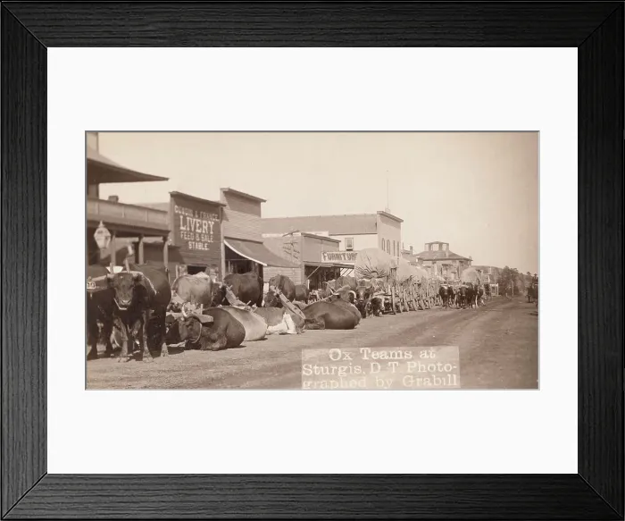 Framed Print : Ox teams at Sturgis, DT [ie Dakota Territory], between 1887 and 1892. Creator: John C. H. Grabill
