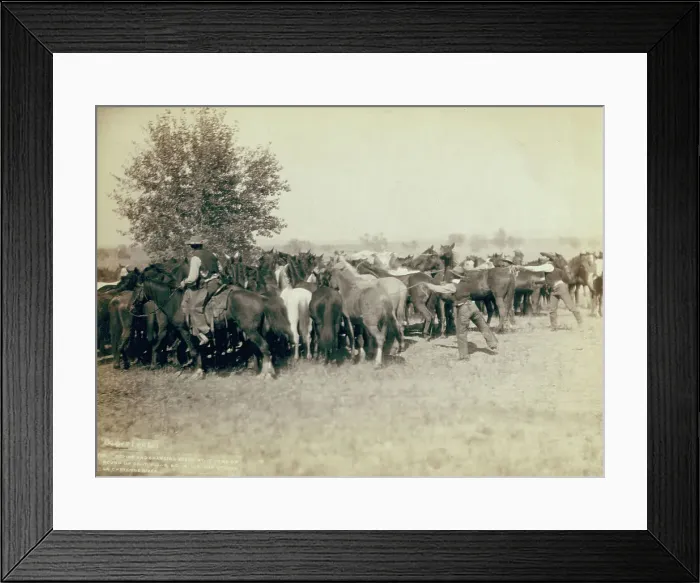 Framed Print : Roping and changing scene at --T Camp on round up of --T 999 --S & G, AUT... between 1887 and 92. Creator: John C. H. Grabill. Roping and changing scene at --T Camp on round up of --T 999 --S & G, AUT... between 1887 and 92. Creator: John C Framed Print : Roping and changing scene at --T Camp on round up of --T 999 --S & G, AUT... between 1887 and 92. Creator: John C. H. Grabill. Roping and changing scene at --T Camp on round up of --T 999 --S & G, AUT... between 1887 and 92. Creator: John C
