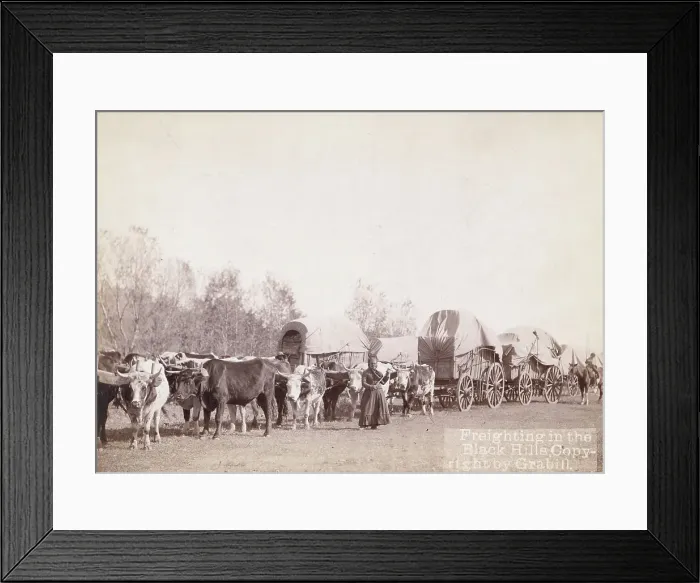 Framed Print : Freighting in the Black Hills, between 1887 and 1892. Creator: John C. H. Grabill Framed Print : Freighting in the Black Hills, between 1887 and 1892. Creator: John C. H. Grabill